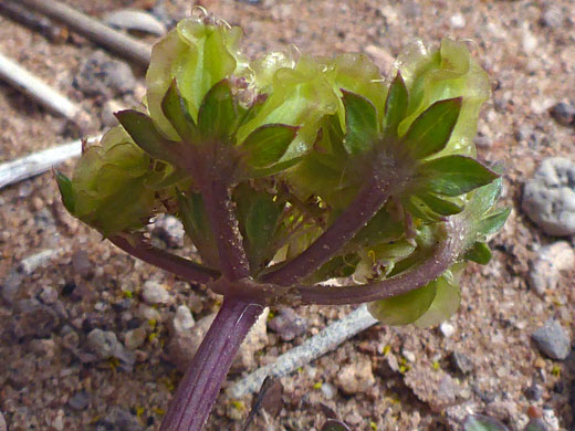 Bracted flower cluster