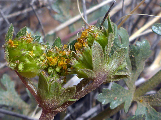 Leaves and flowers