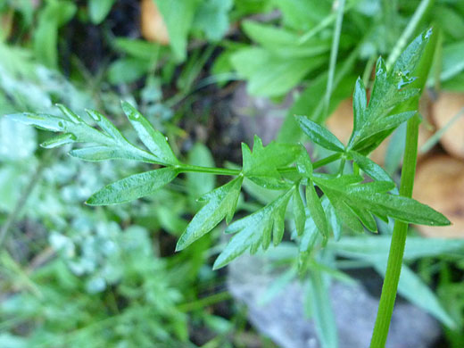 Mountain Parsley