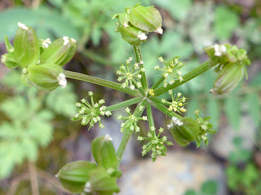Fruit