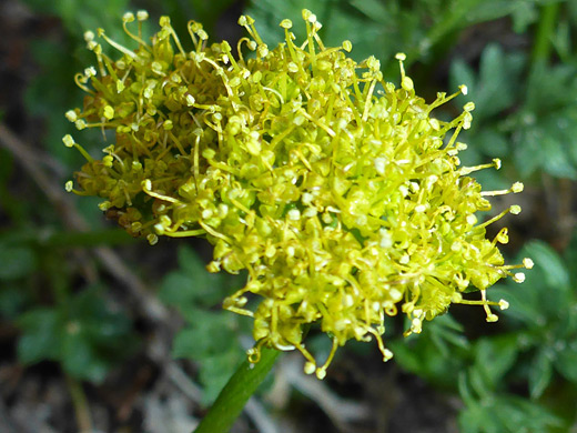 Macdougal's Indian Parsley; Cymopterus macdougalii in White Canyon, Natural Bridges National Monument, Utah