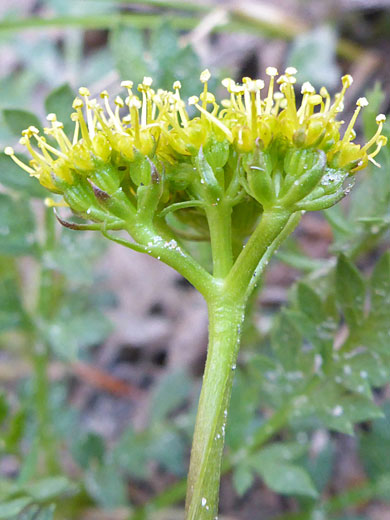 Macdougal's Indian Parsley