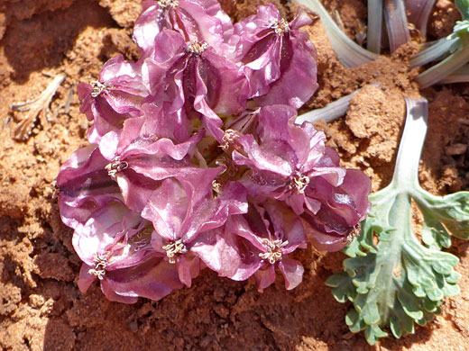 Purplish fruits