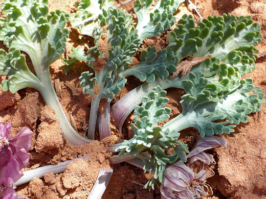 Flatted petioles