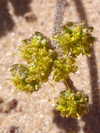 Sweetroot Springparsley; Yellow flowers, partly withered; cymopterus newberryi, Lower Mountain, Utah