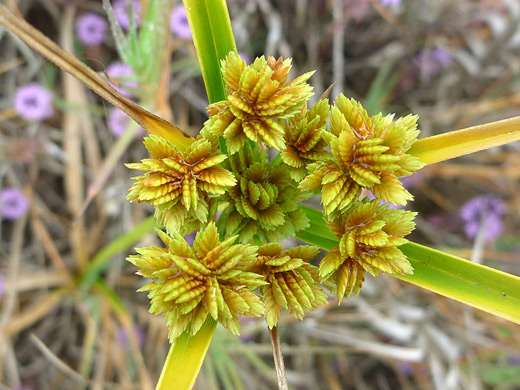 Tall Flat Sedge; Cyperus eragrostis, Prairie Creek Redwoods State Park, California