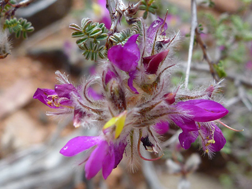 Feather Peabush; Dalea formosa (feather peabush) along the Casner Canyon Trail, Sedona