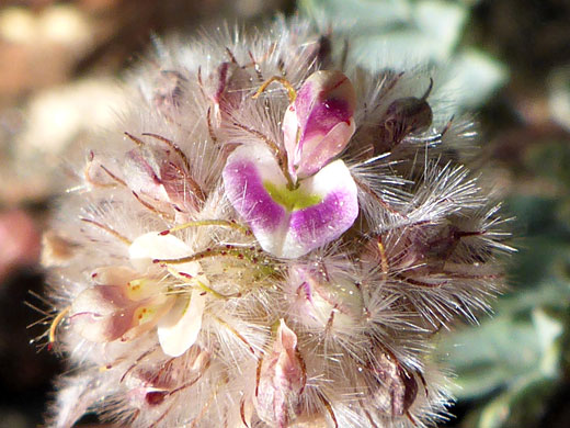 Hairy Prairie Clover; Dalea mollis (hairy prairie clover), Estrella Mountain Regional Park, Arizona