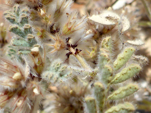 Leaves and flowers