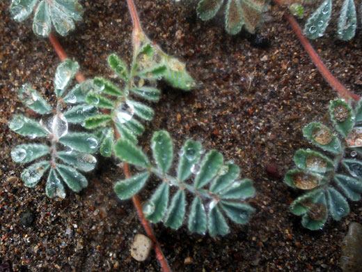 Pinnate leaves