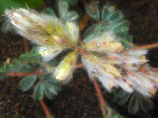 Clustered flowers