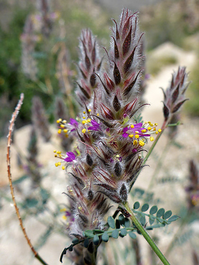 Pringle's Prairie Clover; Yellow anthers and pink petals of dalea pringlei - Sabino Canyon, Arizona