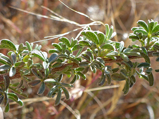 Stem and leaves