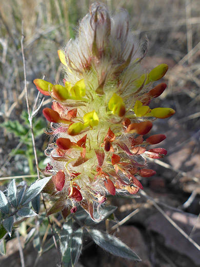 Wright's Prairie Clover; Elongated, silky hairy inflorescence - dalea wrightii along the Upper Burro Mesa Pouroff Trail in Big Bend National Park, Texas