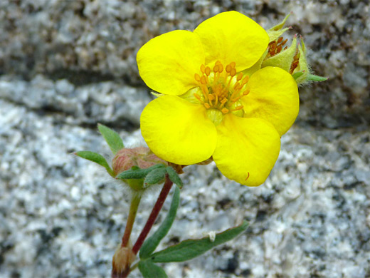 Shrubby Cinquefoil; Shrubby cinquefoil (dasiphora fruticosa), along the Big Sandy Trail, Wind River Mountains