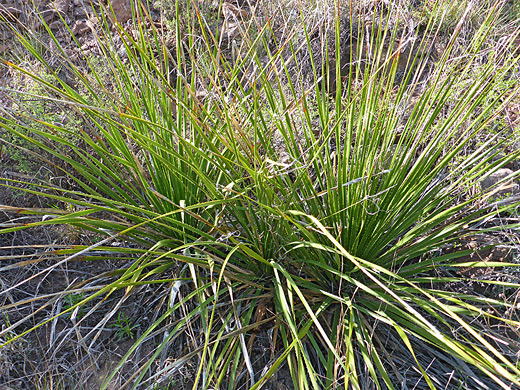 Dasylirion leiophyllum, green sotol