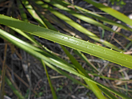Toothed sotol leaf