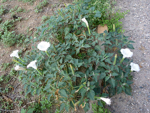 Sacred Datura