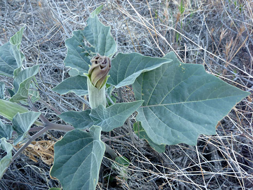 Leaves and bud