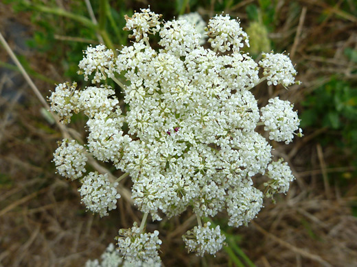 Queen Anne's lace; Daucus carota in Sisters Rocks State Park, Oregon