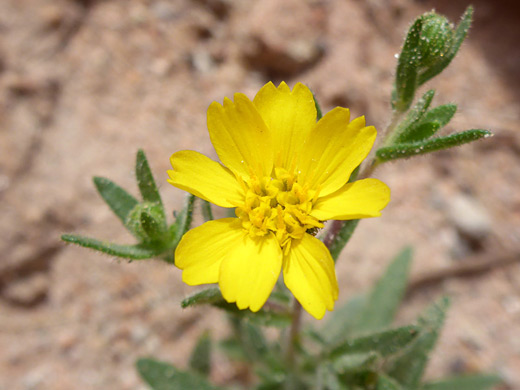 Kern Tarweed; Eight yellow petals; flowerhead of deinandra pallida, Hagen Canyon, Red Rock Canyon State Park, California