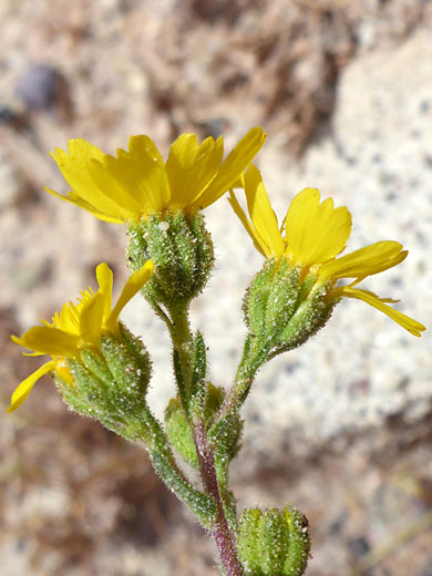 Glandular phyllaries