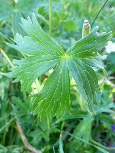 Lobed leaf