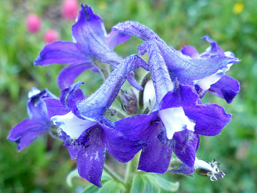 Subalpine Larkspur; White and purple flowers of delphinium barbeyi, San Juan Mountains, Colorado