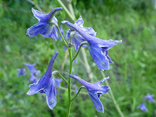 Five flowers