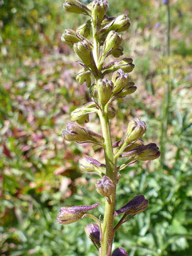 Greenish buds