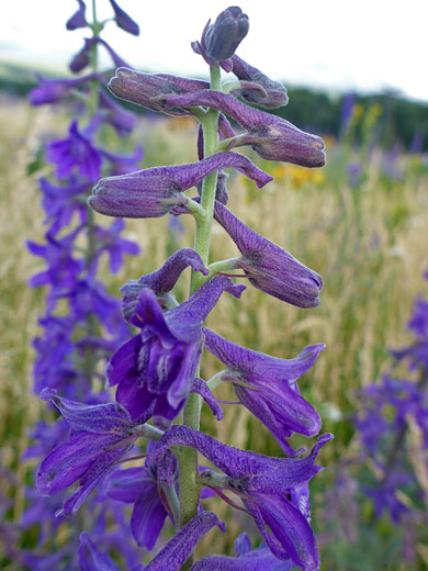 Clark Valley Larkspur; Delphinium geraniifolium (clark valley larkspur), Humphreys Peak Trail, Arizona