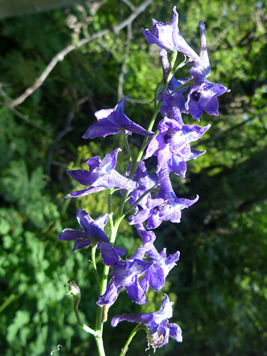 Tower Larkspur; Delphinium glaucum, Mt Tallac Trail, Lake Tahoe, California