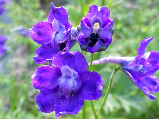 Blue sepals and petals