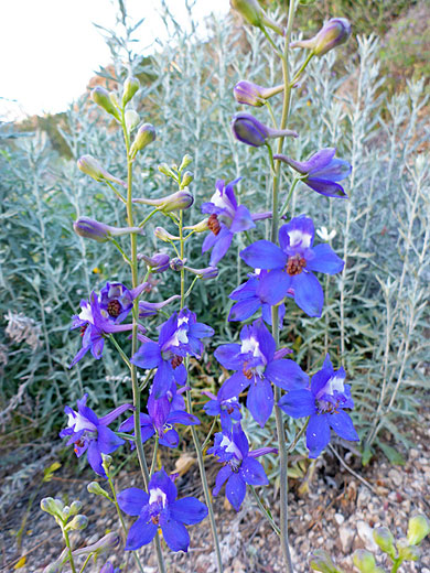 Several stems