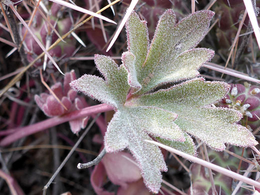 Hairy leaf