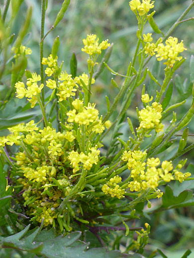 Mountain Tansy Mustard