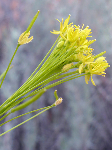 Mountain Tansymustard; Clustered yellow flowers of descurainia incisa, in Snow Canyon State Park, Utah