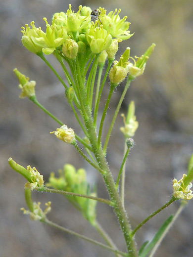 Western Tansy Mustard; Flower cluster of descurainia pinnata, west of Hermits Rest, Grand Canyon National Park, Arizona