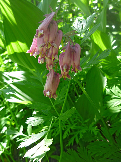 Pacific Bleeding Heart; Elegant flowers of dicentra formosa (Pacific bleeding heart); Brokeoff Mountain Trail, Lassen Volcanic National Park, California