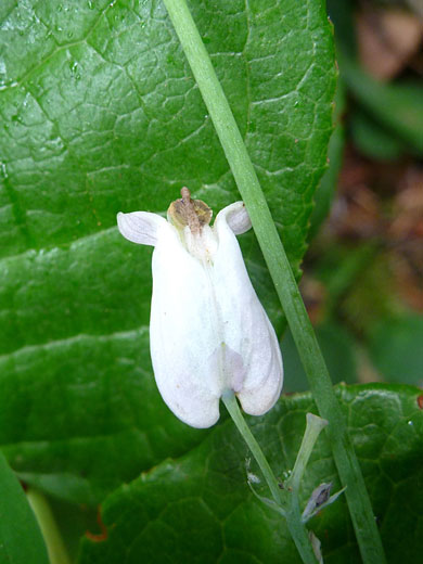 Flower and stem