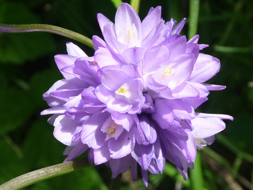 Blue Dicks; Pale purple flowers of dichelostemma capitatum (blue dicks) along the trail to Gaviota Peak in Gaviota State Park