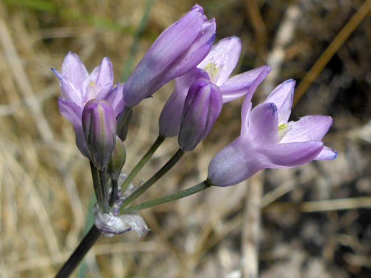 Pale purple flowers