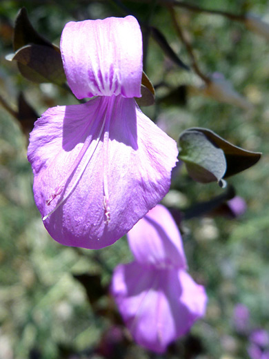 Arizona Foldwing; Fully open flower of dicliptera resupinata, at the Desert Botanical Garden, Phoenix, Arizona