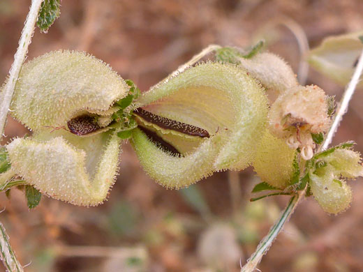 Desert Twinbugs; Dicoria canescens (desert twinbugs), Valley of Fire Wash, Valley of Fire State Park, Nevada