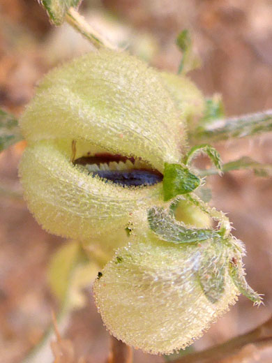 Desert Twinbugs