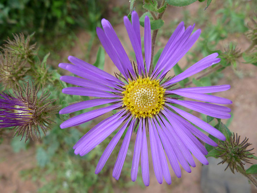 Bigelow's Tansy Aster; Bigelow's tansyaster (dieteria bigelovii) beside Hwy 126, Jemez Mountains, New Mexico