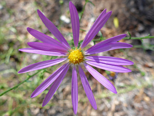 Narrow ray florets