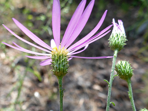 Hoary Tansy Aster; Hoary tansy aster (dieteria canescens), Pine Creek, Escalante, Utah