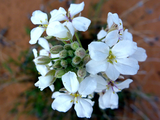 Spectacle Pod; Flowers and buds of dimorphocarpa wislizeni (spectacle pod), Yant Flat, Pine Valley Mountains
