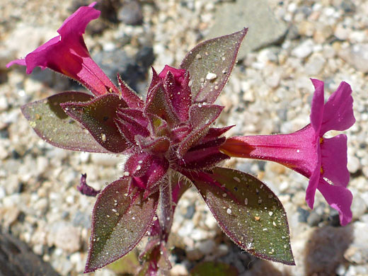 Two pink flowers 
